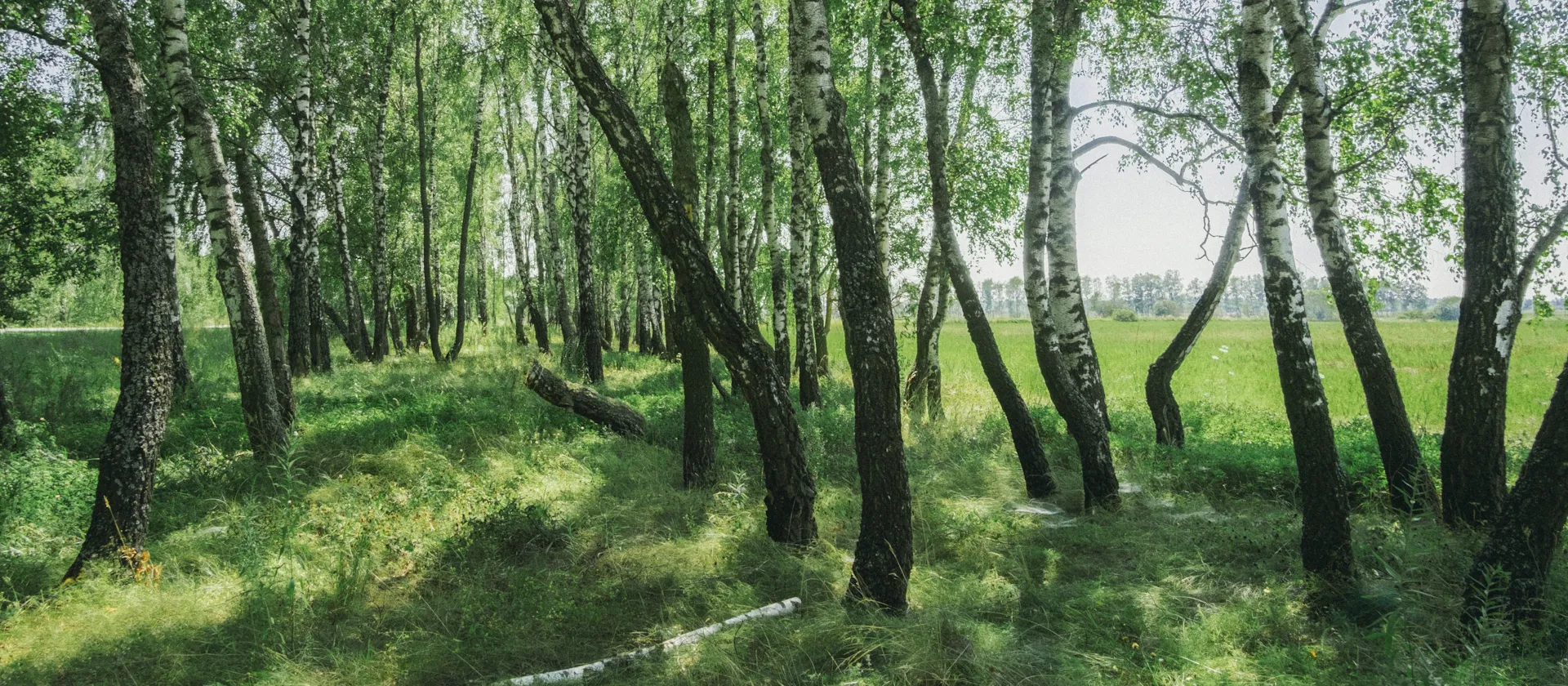 Atmospheric forest landscape